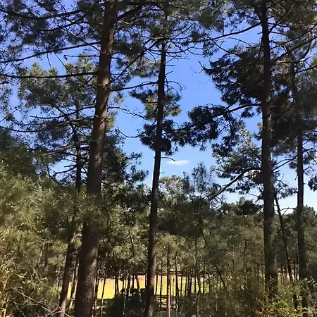 Un Nid Dans La Pinede Holiday home *
